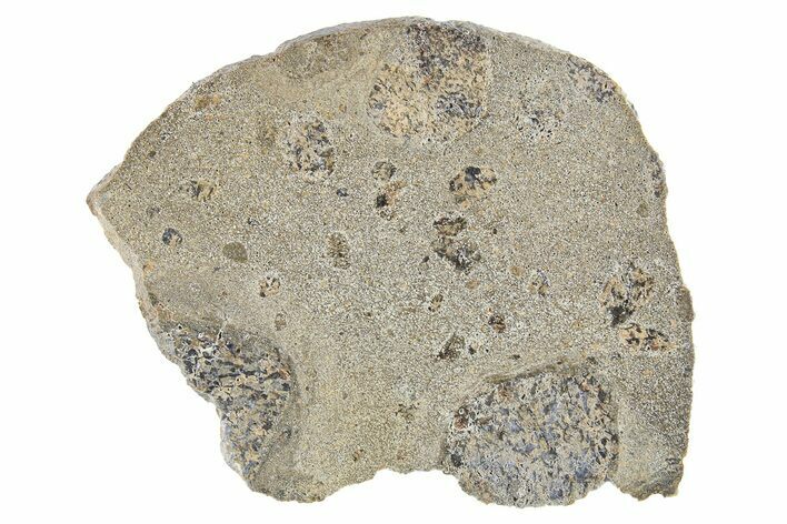 Eucrite Meteorite Slice ( g) - Jikharra #296024